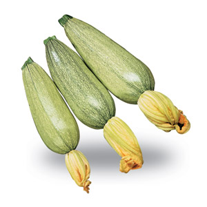 Zucchine